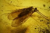 Two Large Fossil Caddisflies (Trichoptera) In Baltic Amber #142209-1